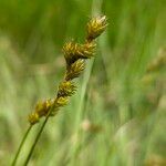 Carex leporina Frukt