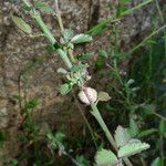 Ayenia compacta Habit