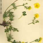 Potentilla pyrenaica Other