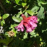 Rhododendron ferrugineum Deilen