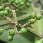 Zanthoxylum acuminatum Fruto