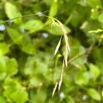 Avenula pubescens Flower