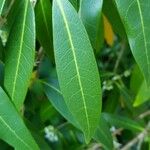 Osmanthus decorus Blatt