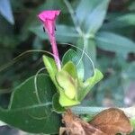 Barleria volkensii Flower