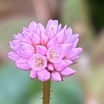 Persicaria capitata പുഷ്പം