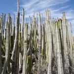 Euphorbia canariensis Plante entière