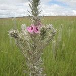 Sopubia lanata Flower