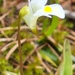 Pinguicula alpina Flor