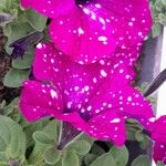 Petunia × atkinsiana عادت داشتن