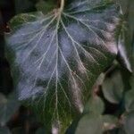 Hedera helixFoglia