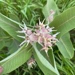 Asclepias speciosa Flor