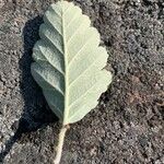 Sorbus intermedia Leaf