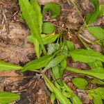 Hieracium laevigatum Frunză