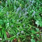 Hyacinthoides non-scriptaFlower