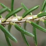 Erica scoparia Hoja