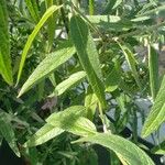 Salvia leucantha Blad