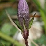 Gentianella amarella Квітка