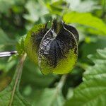 Nicandra physalodes Meyve