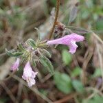Galeopsis ladanum Fiore