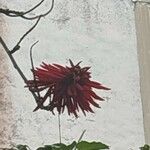 Erythrina rubrinervia Flower