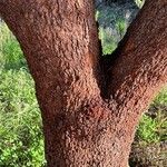 Searsia lancea Rinde