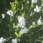 Achillea erba-rottaFlor