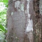 Trattinnickia demerarae 樹皮