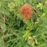 Rosa roxburghii Flower