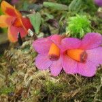 Dendrobium cuthbertsonii Flower