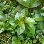 Ludwigia palustris Leaf