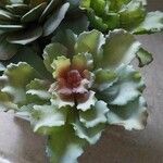 Echeveria shaviana برگ