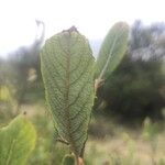 Salix atrocinerea برگ