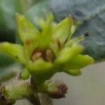 Heberdenia bahamensis Otro
