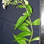 Chromolaena glaberrima Іншае