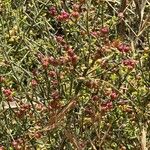 Koeberlinia spinosa Fruit