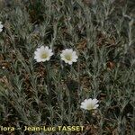 Cerastium boissierianum Habit