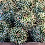 Mammillaria magnimamma Агульны выгляд