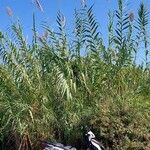 Arundo donaxHabit