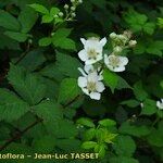 Rubus nemorosus Other