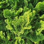 Chamaecyparis obtusa Hoja