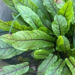 Rumex rugosus Leaf
