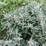 Marrubium peregrinum 花
