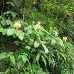 Hedychium ellipticum Habit