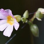 Oxalis barrelieri Flower