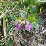 Pulmonaria officinalisЦвят