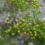 Artemisia annua Kůra