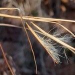 Andropogon gyrans Kwiat