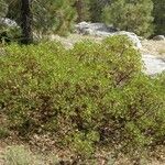 Arctostaphylos patula 整株植物