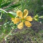 Heimia salicifolia 花