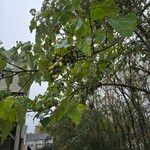 Paulownia tomentosaBlatt